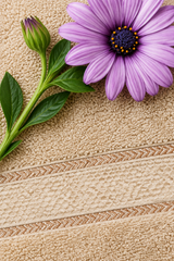 Towels :Turkey towel (Buff Beige)